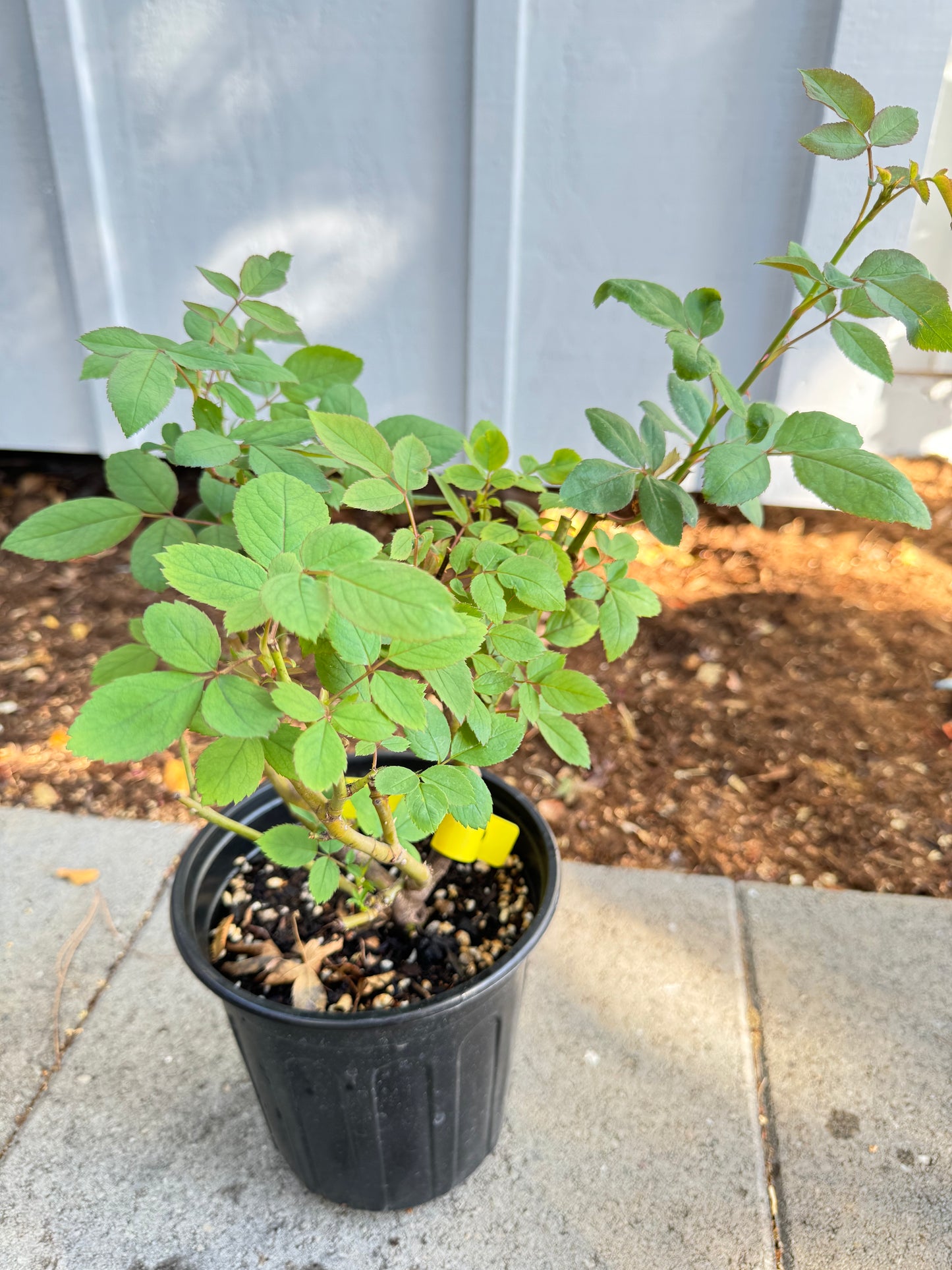Rose Royale 1 Gallon live plant
