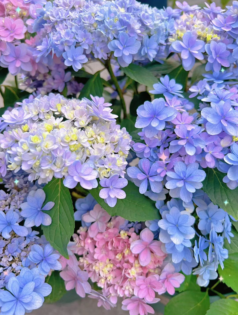 The Jiacheng (佳橙) hydrangea 1 Gallon size