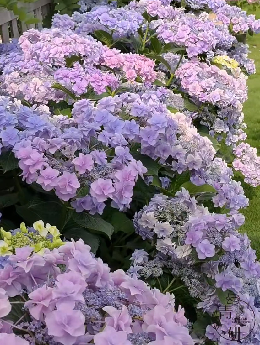 Corsage (头花) 1 Gallon size