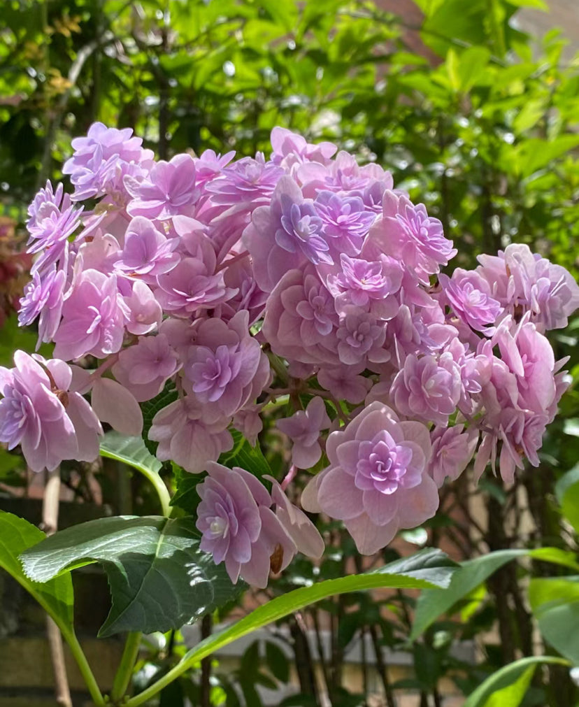 Hydrangea Surprise (你我的惊喜)1 gallon size size