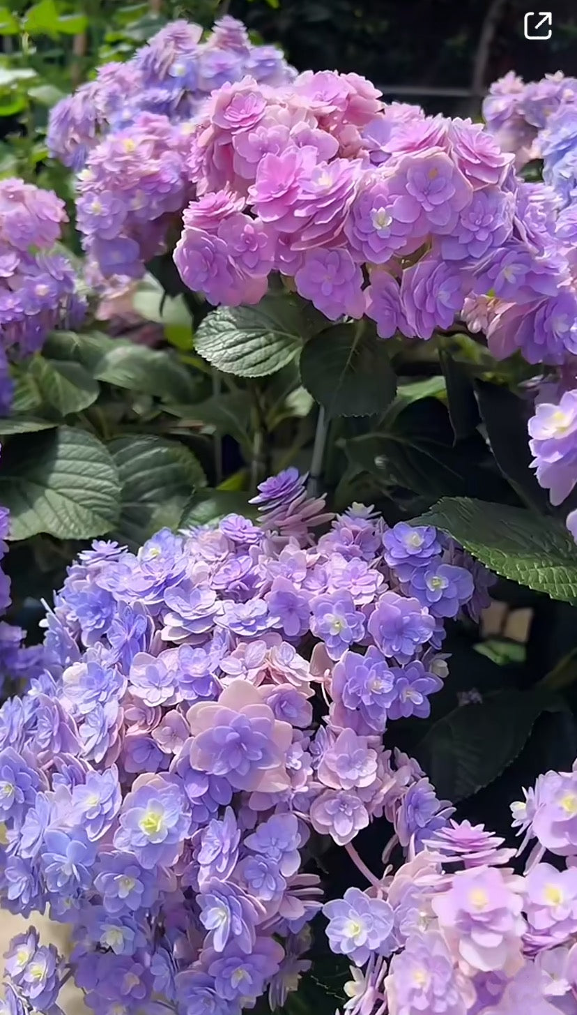 Hydrangea Surprise (你我的惊喜)1 gallon size size