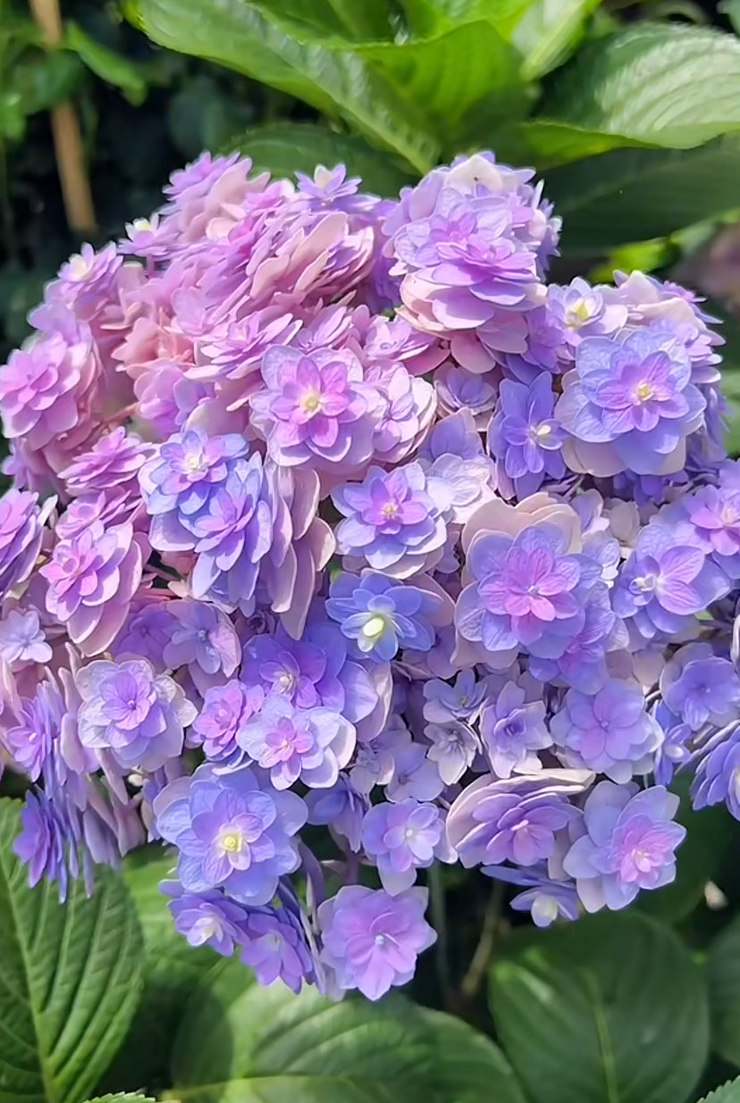 Hydrangea Surprise (你我的惊喜)1 gallon size size