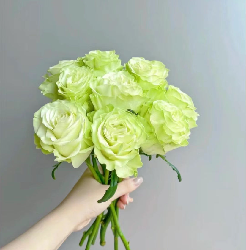 Pre-order Rose Xiaoqiao (小乔)cutting flower - 1 Gallon live plant