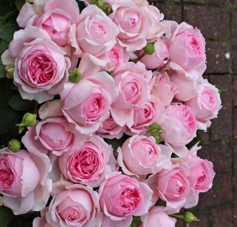Rose Wellenspiel 1 Gallon live plant