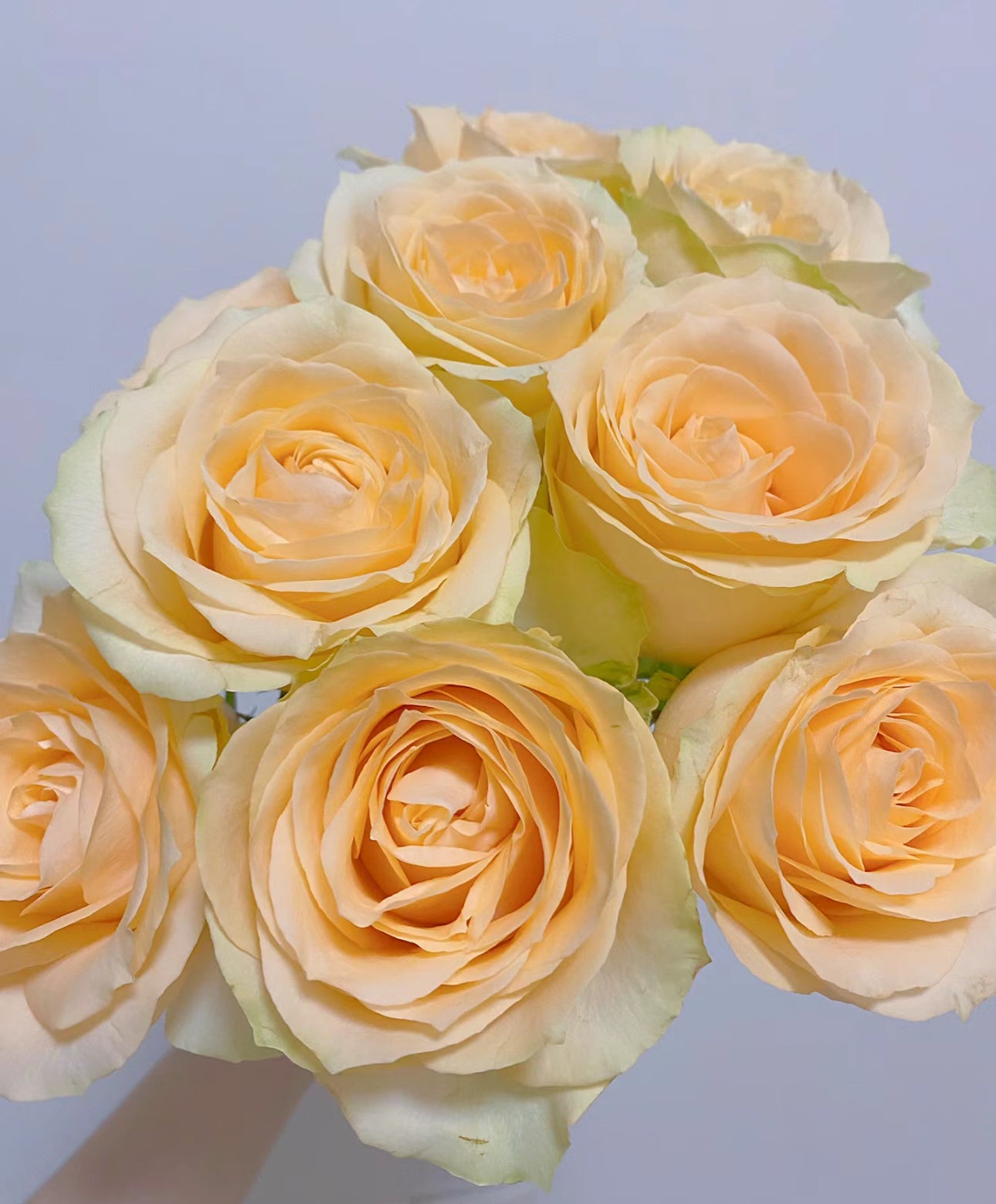 Special deal Rose Peach Avalanche 1 Gallon size