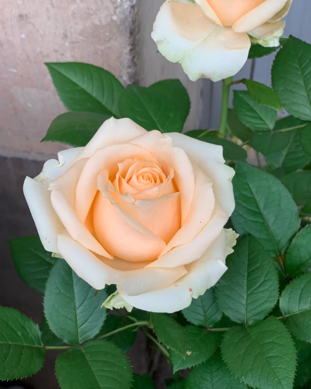 Special deal Rose Peach Avalanche 1 Gallon size