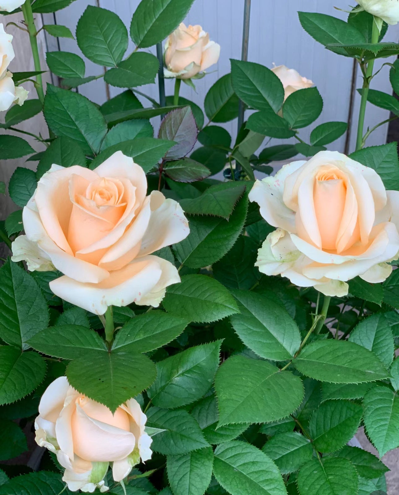 Special deal Rose Peach Avalanche 1 Gallon size