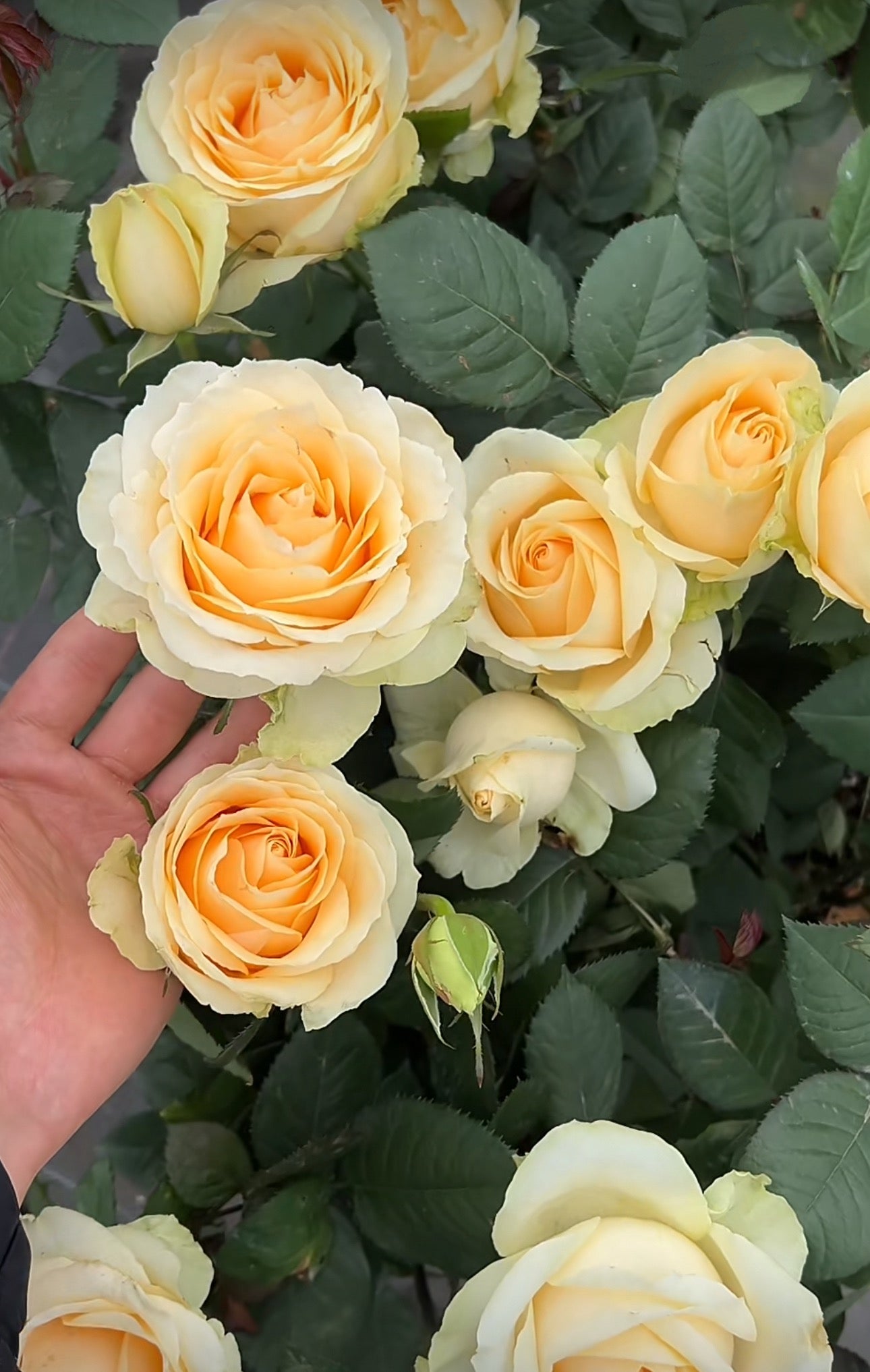 Special deal Rose Peach Avalanche 1 Gallon size