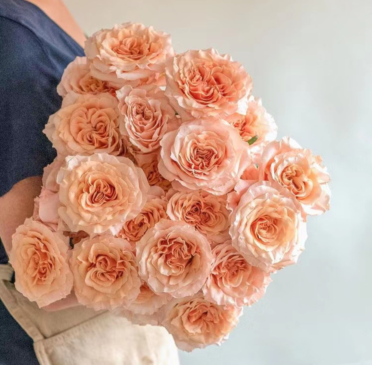 Rose Shimmer 1 Gallon pot