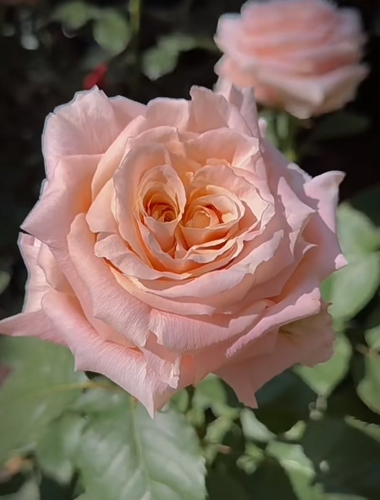 Rose Shimmer 1 Gallon pot