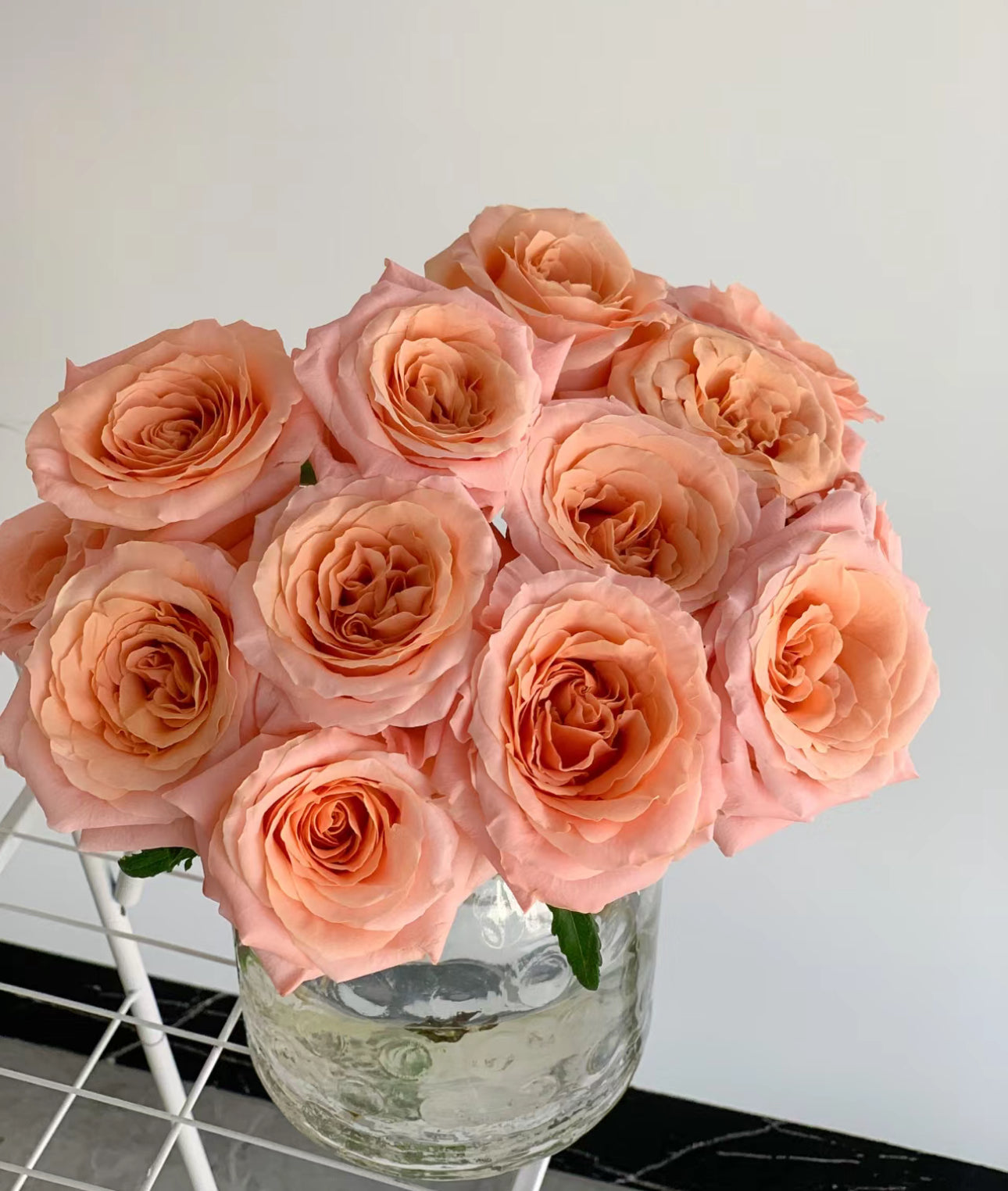 Rose Shimmer 1 Gallon pot