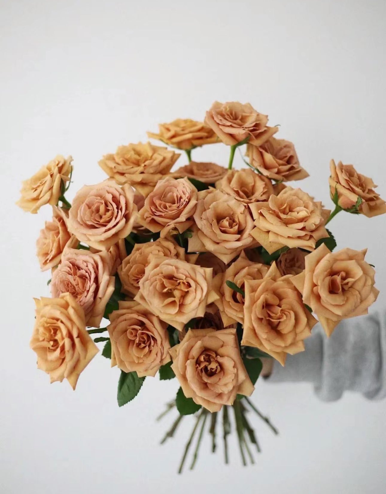 Rose Toffee (太妃糖)vintage color cutting live plant 1 Gallon size