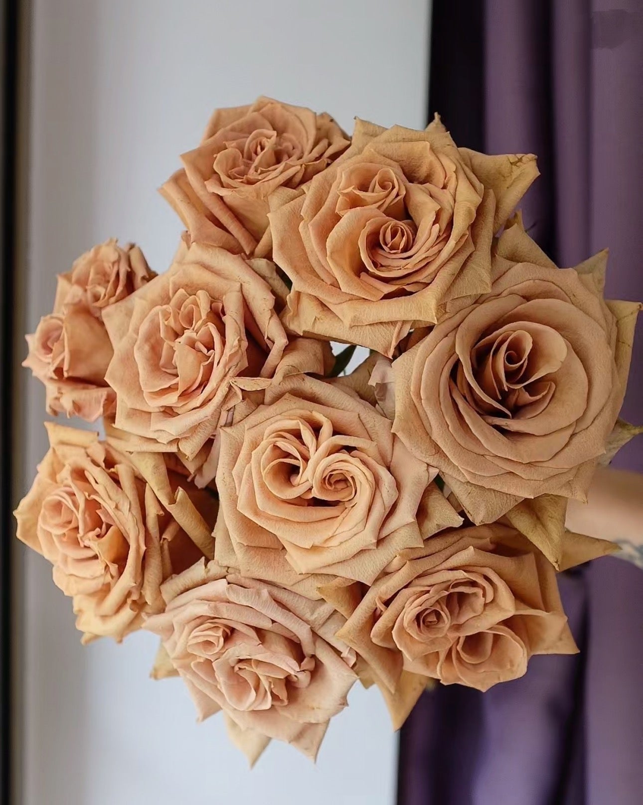 Rose Toffee (太妃糖)vintage color cutting live plant 1 Gallon size