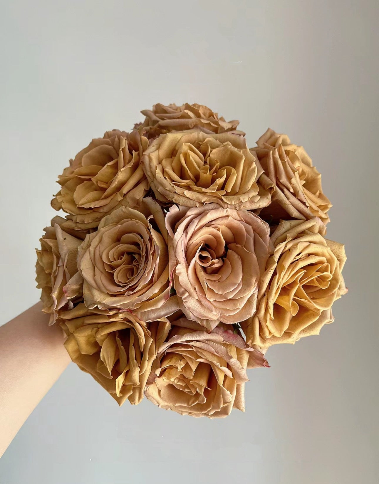 Rose Toffee (太妃糖)vintage color cutting live plant 1 Gallon size