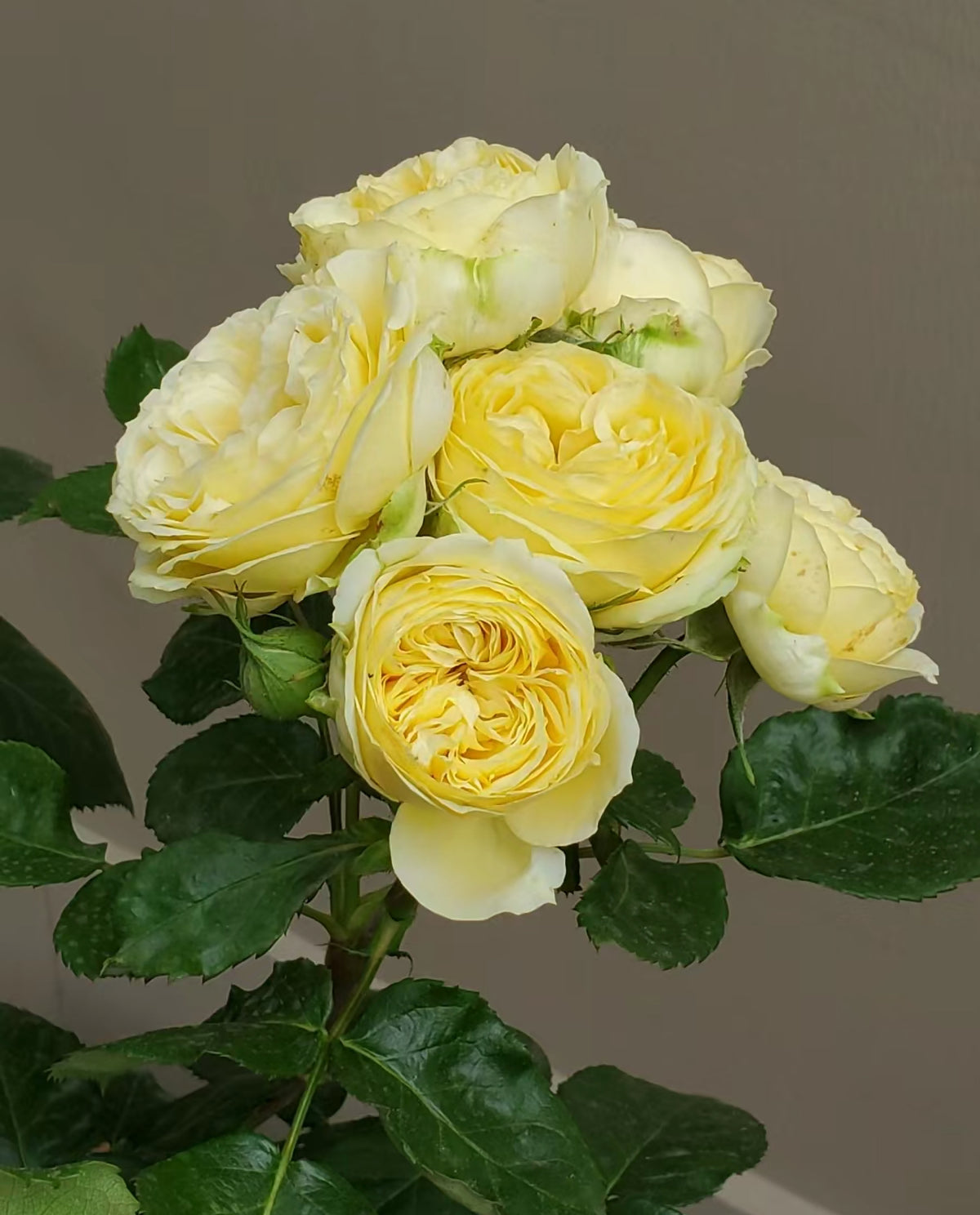 Rose Catalina cutting rose-1 Gallon live rose plant