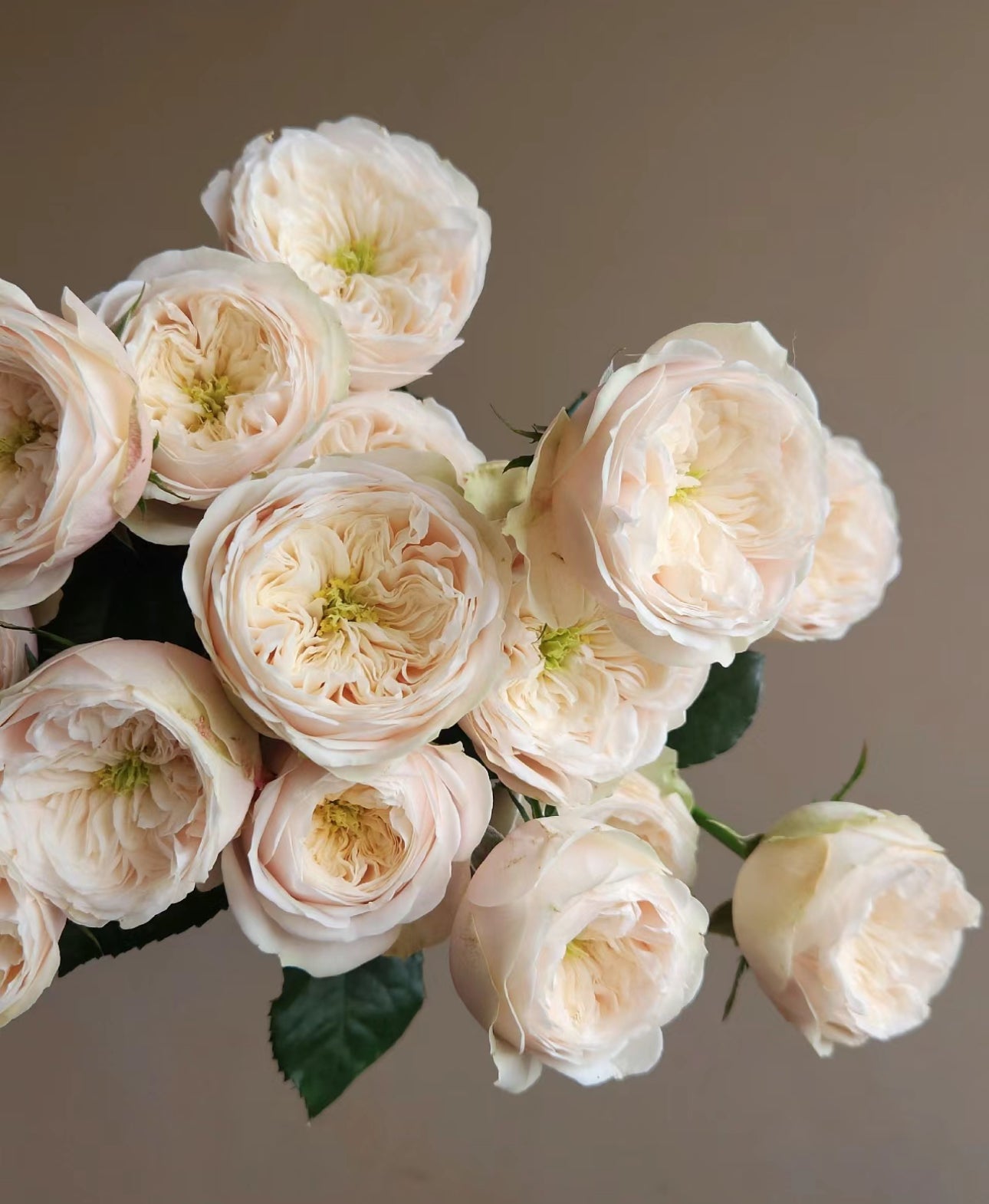 PRE-ORDER Rose Darlington- Cutting Rose 6 inch size