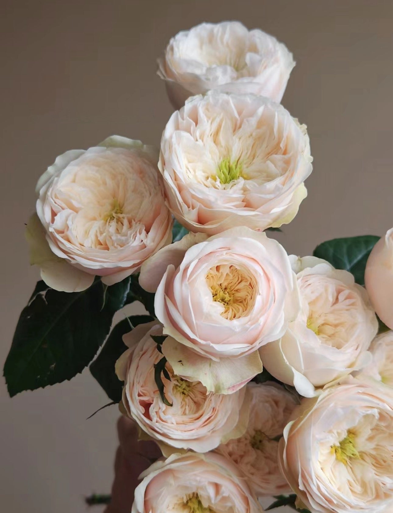 PRE-ORDER Rose Darlington- Cutting Rose 6 inch size
