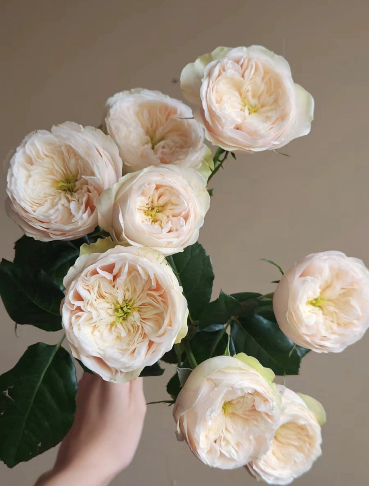 PRE-ORDER Rose Darlington- Cutting Rose 6 inch size