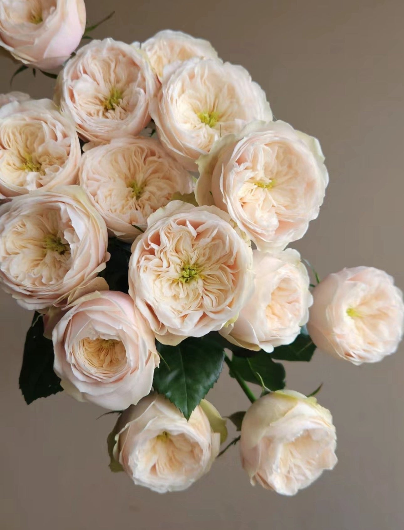 PRE-ORDER Rose Darlington- Cutting Rose 6 inch size