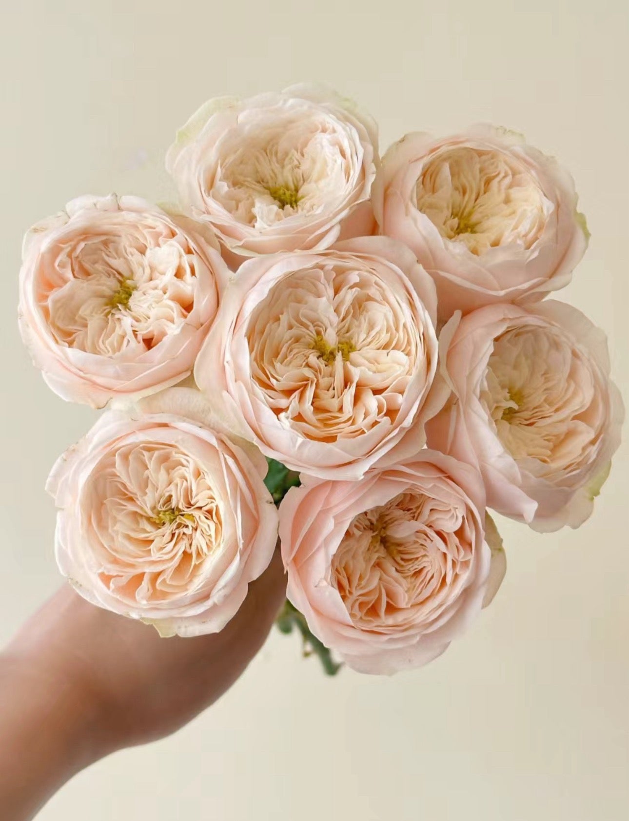 PRE-ORDER Rose Darlington- Cutting Rose 6 inch size