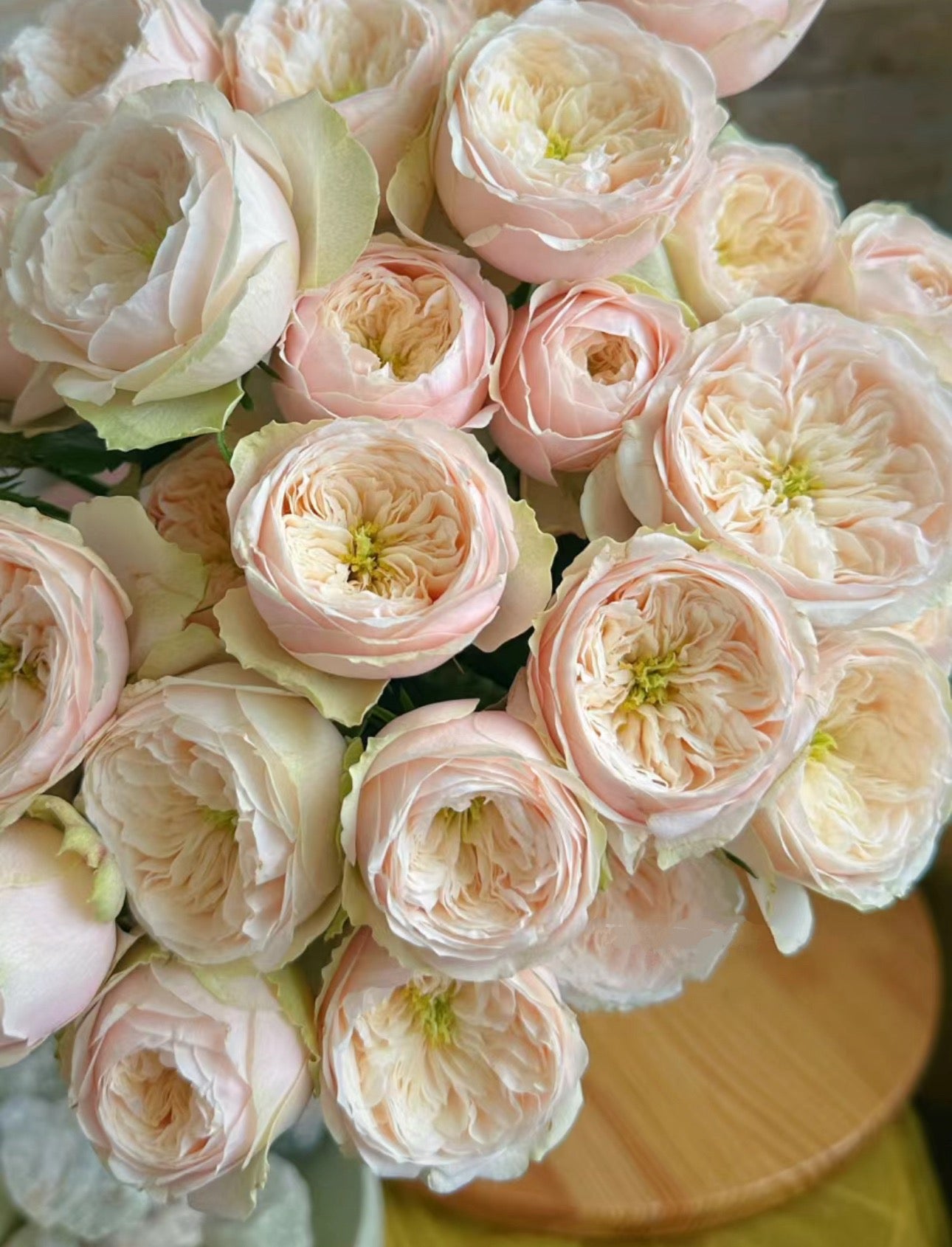 PRE-ORDER Rose Darlington- Cutting Rose 6 inch size