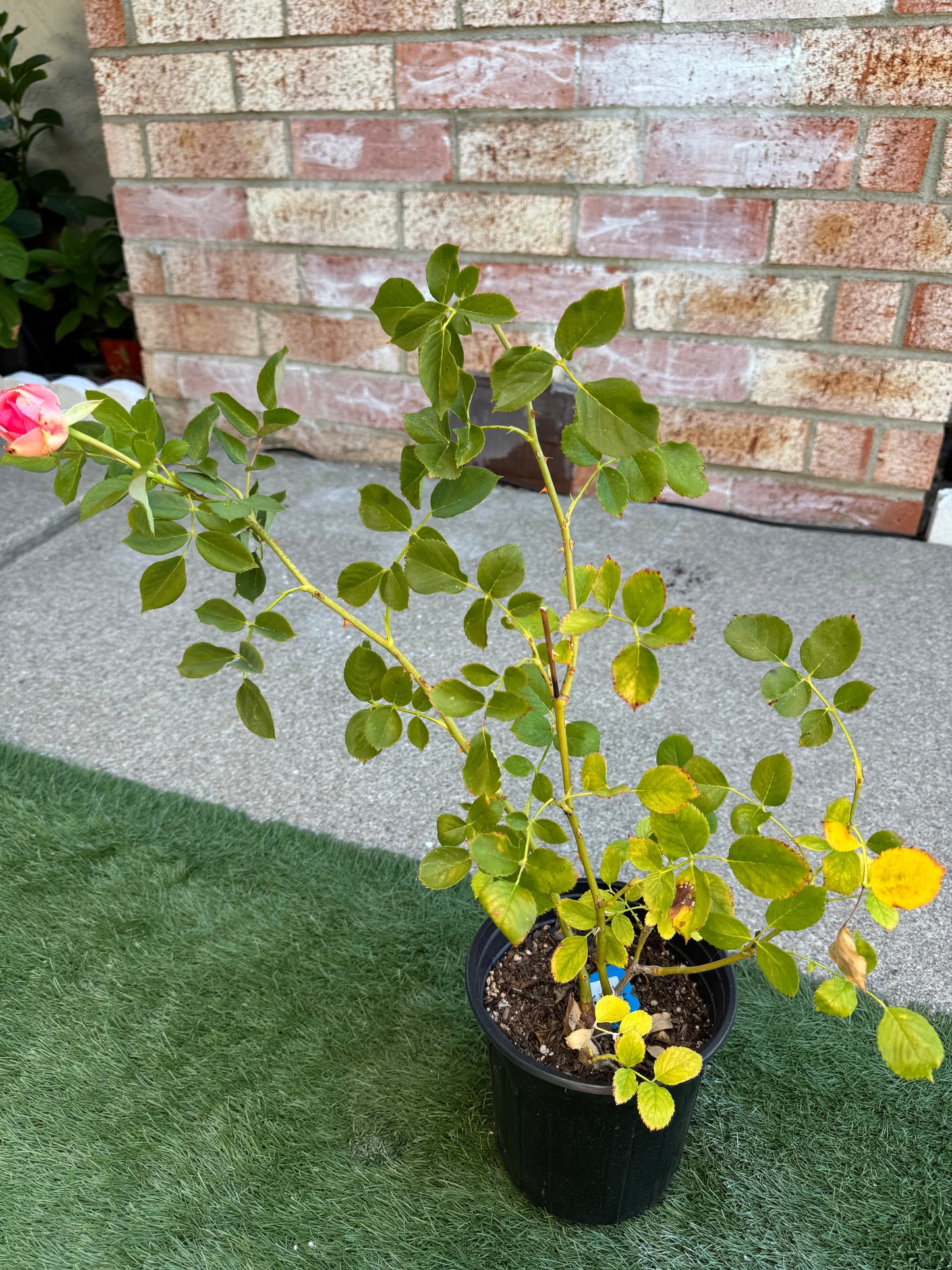 Rose First Lady 1 Gallon pot