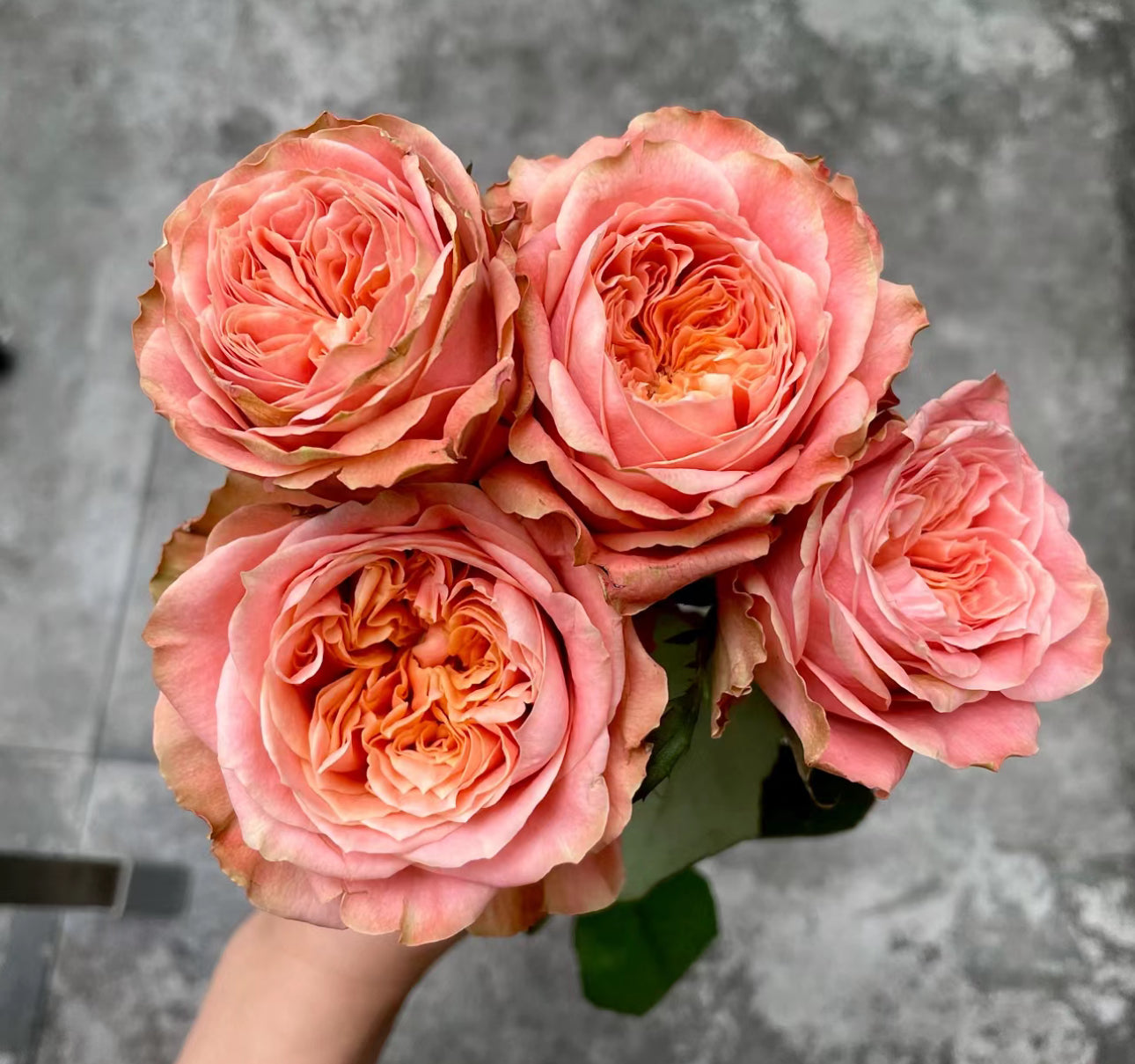 Rose Funky Peach 1 Gallon size