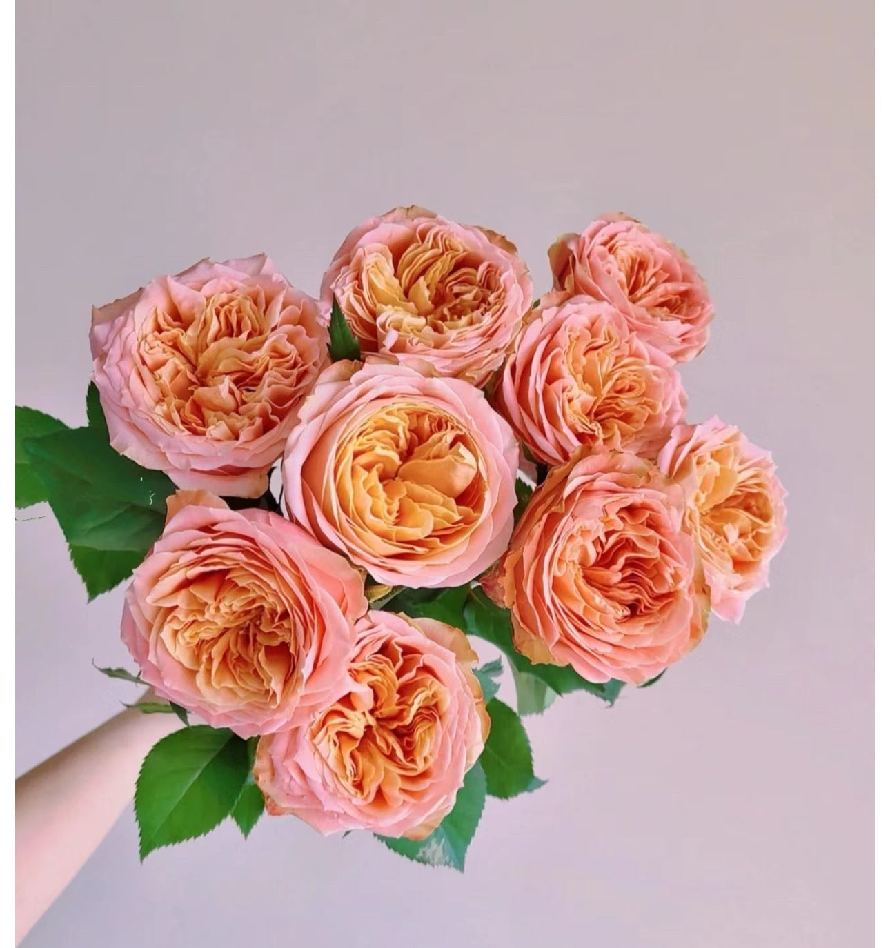Rose Funky Peach 1 Gallon size