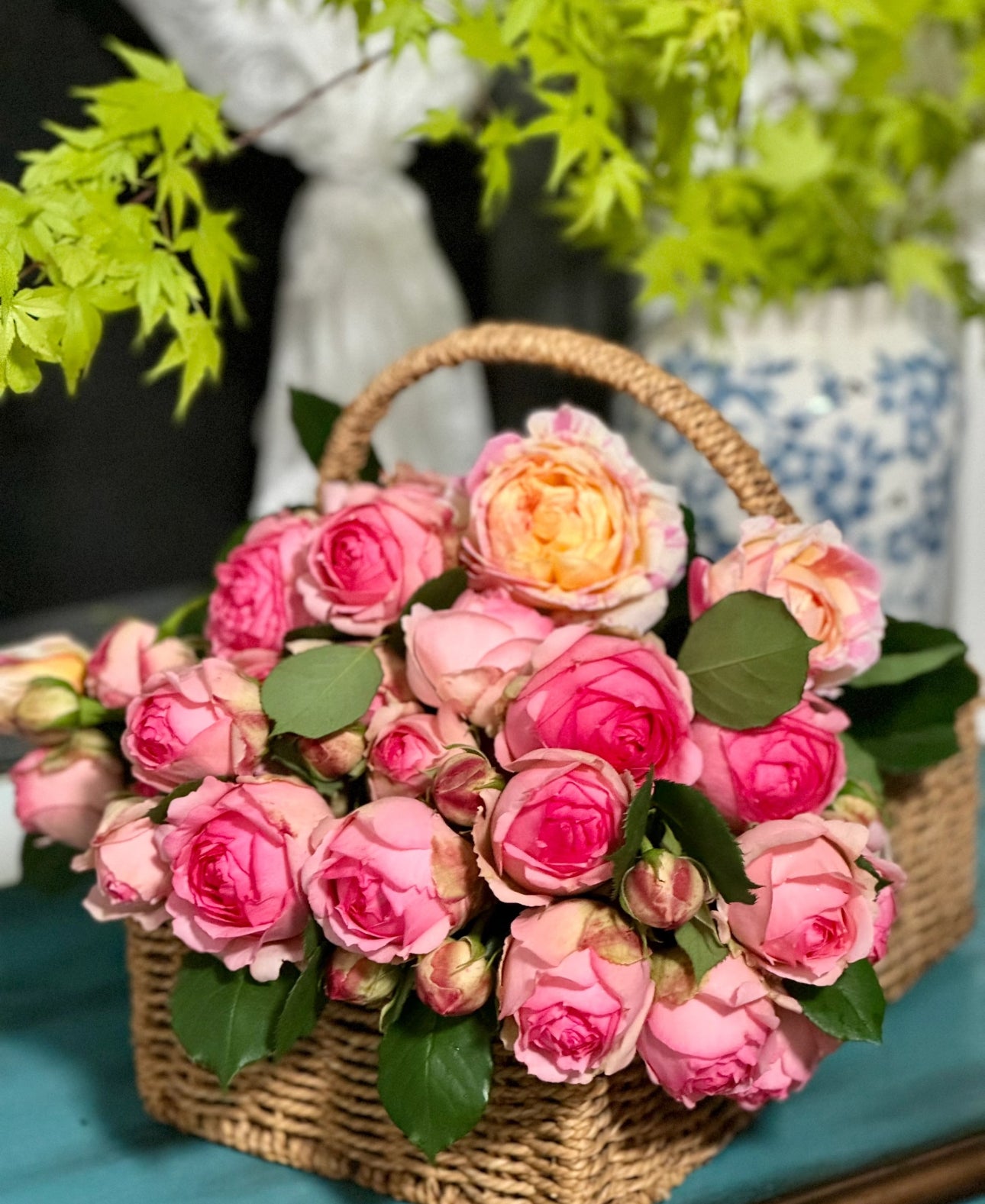 Rose First Lady 1 Gallon pot