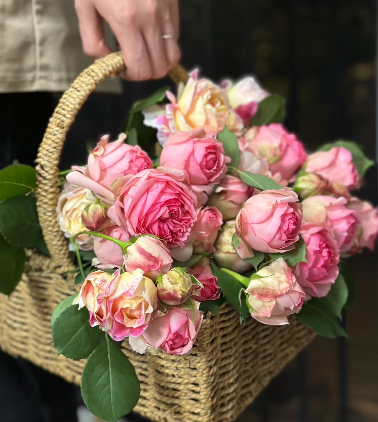 Rose First Lady 1 Gallon pot