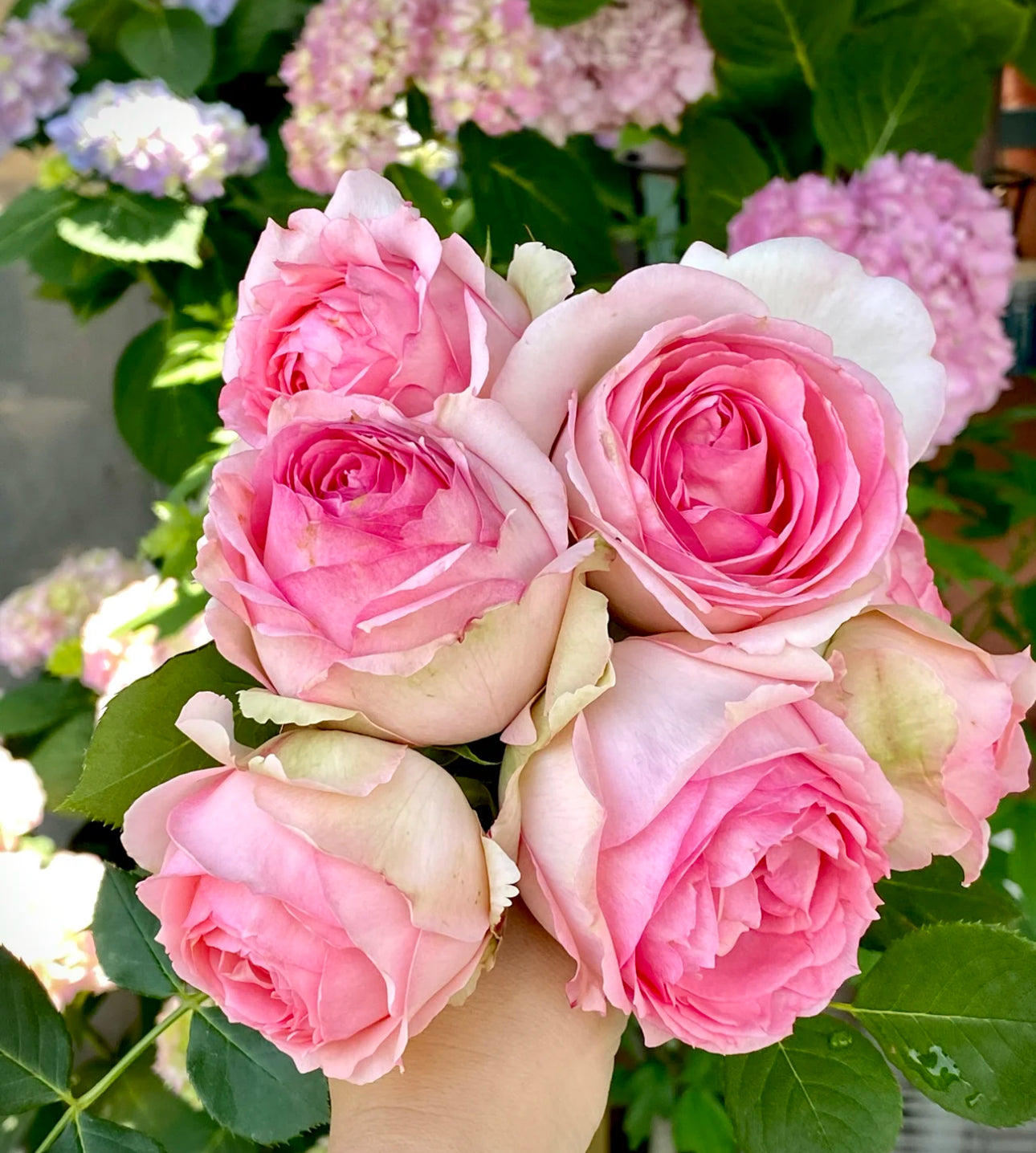 Rose First Lady 1 Gallon pot