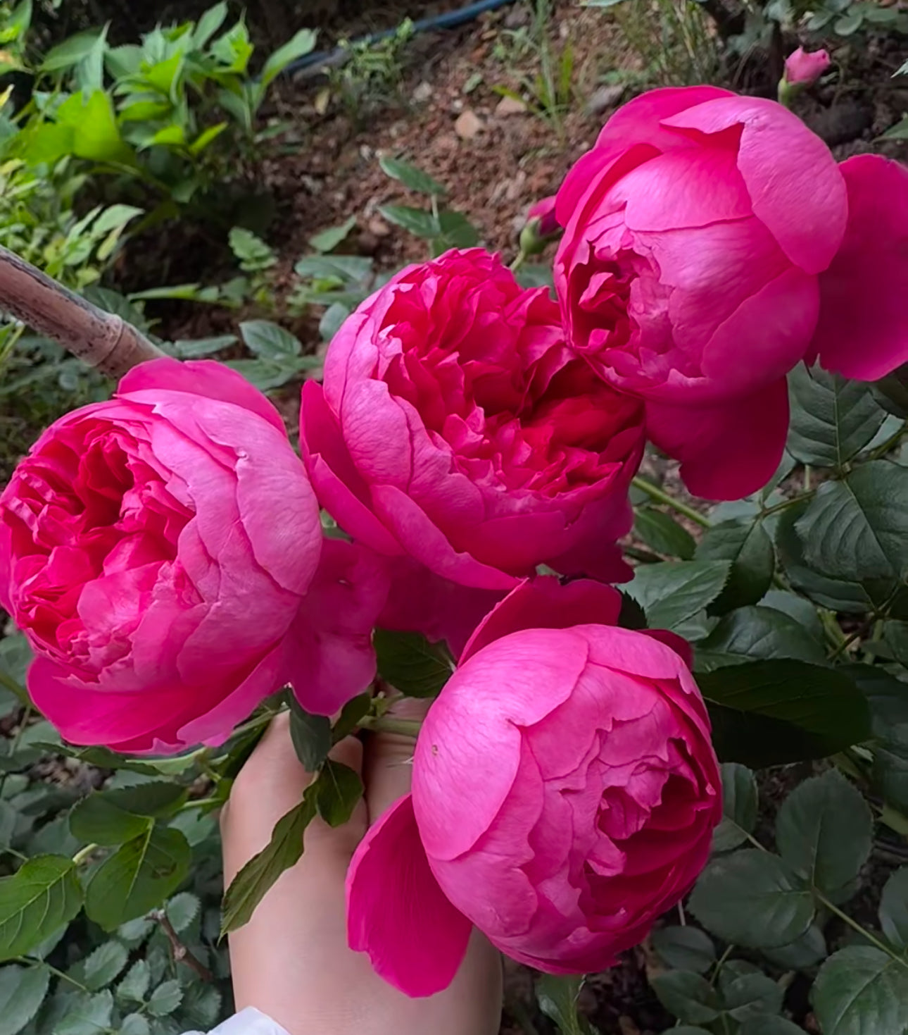 Rose Shining Rigina 蔻丹 4inch size