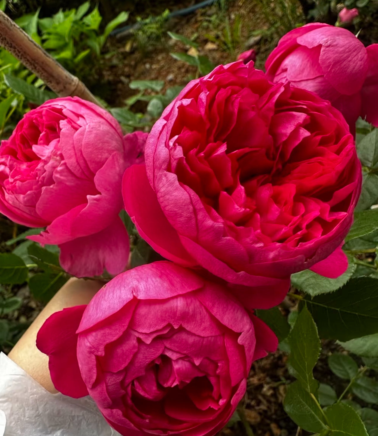 Rose Shining Rigina 蔻丹 4inch size