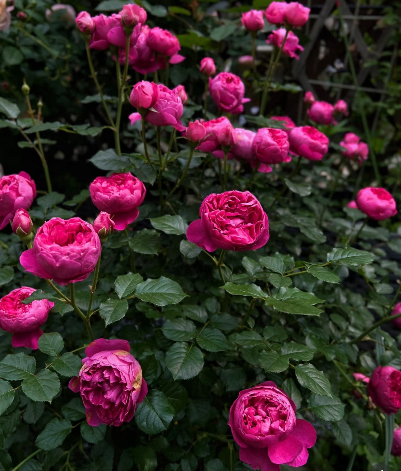 Rose Shining Rigina 蔻丹 4inch size