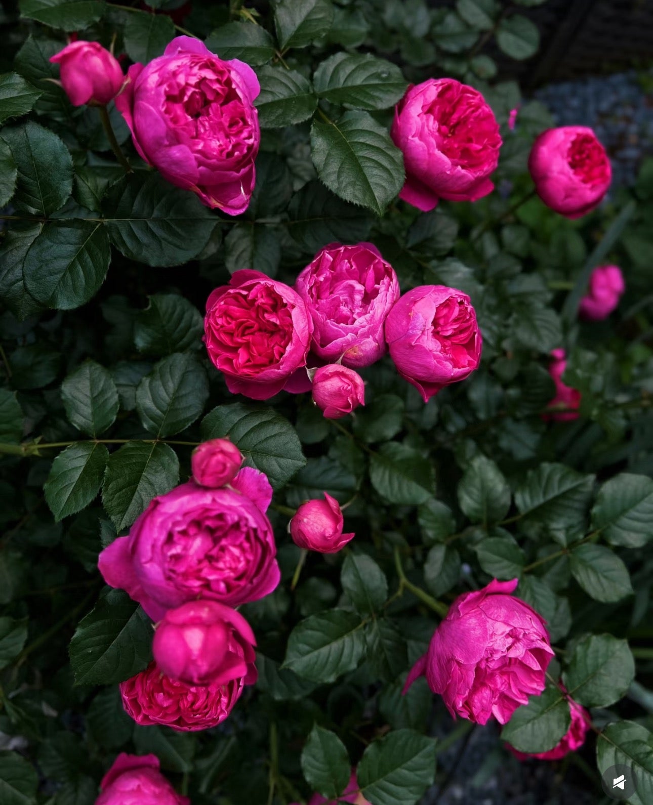 Rose Shining Rigina 蔻丹 4inch size