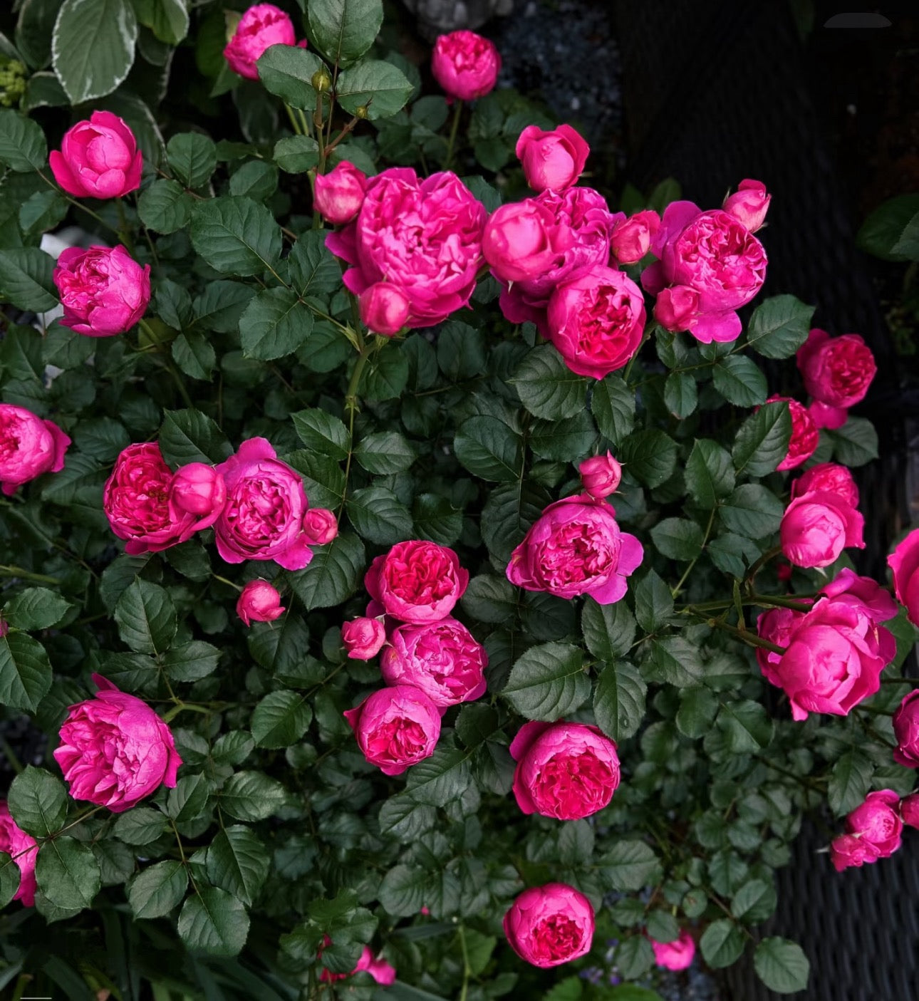 Rose Shining Rigina 蔻丹 4inch size