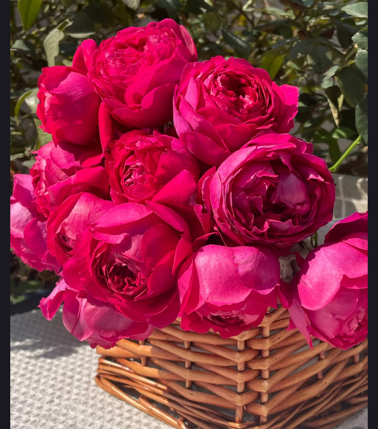 Rose Jinghong rose 1 gallon live rose