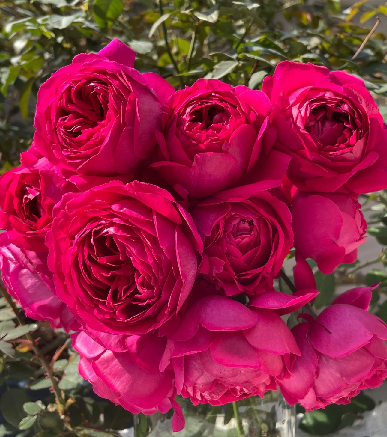 Rose Jinghong rose 1 gallon live rose