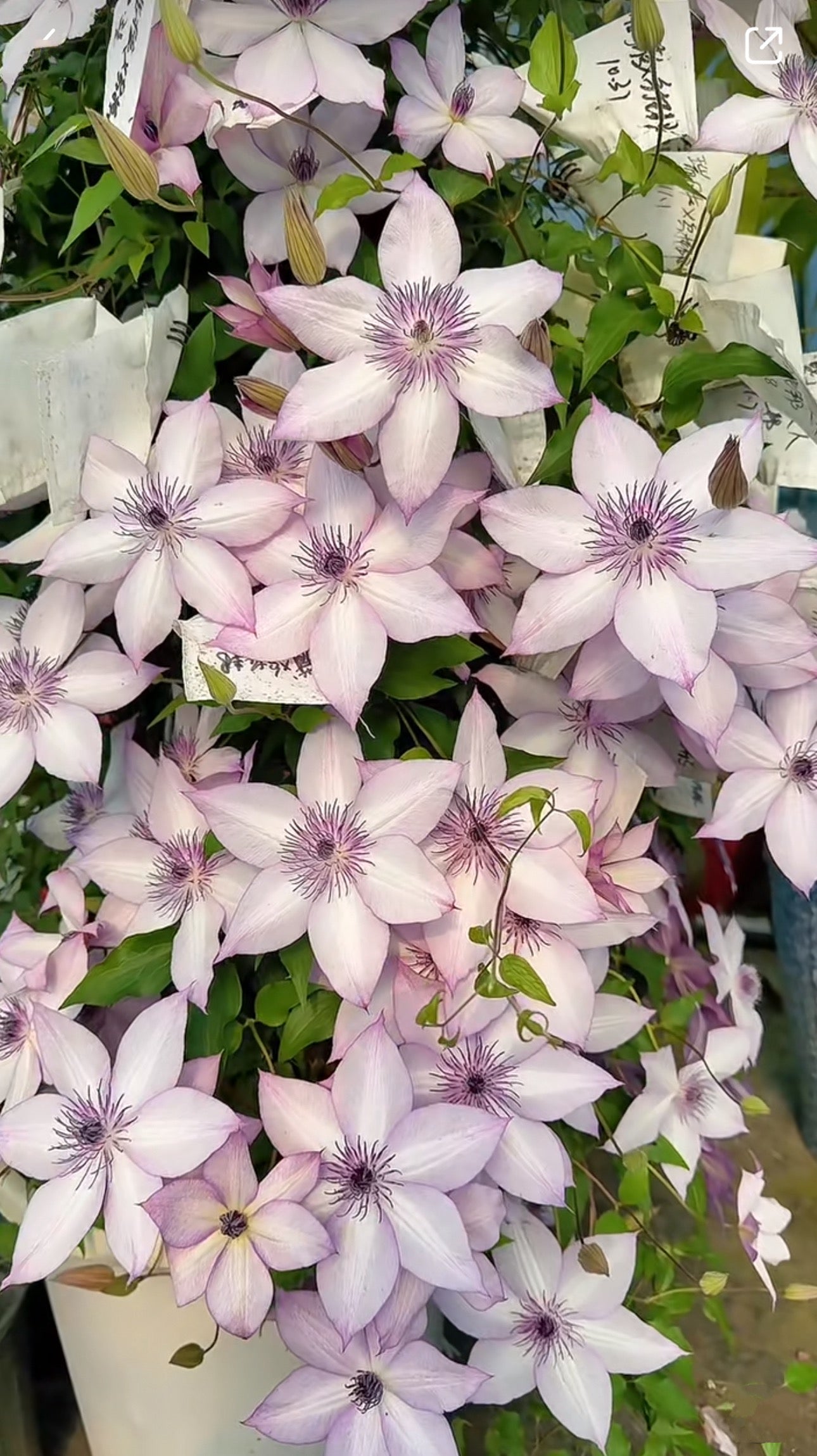 Clematis Utopia (乌托邦)