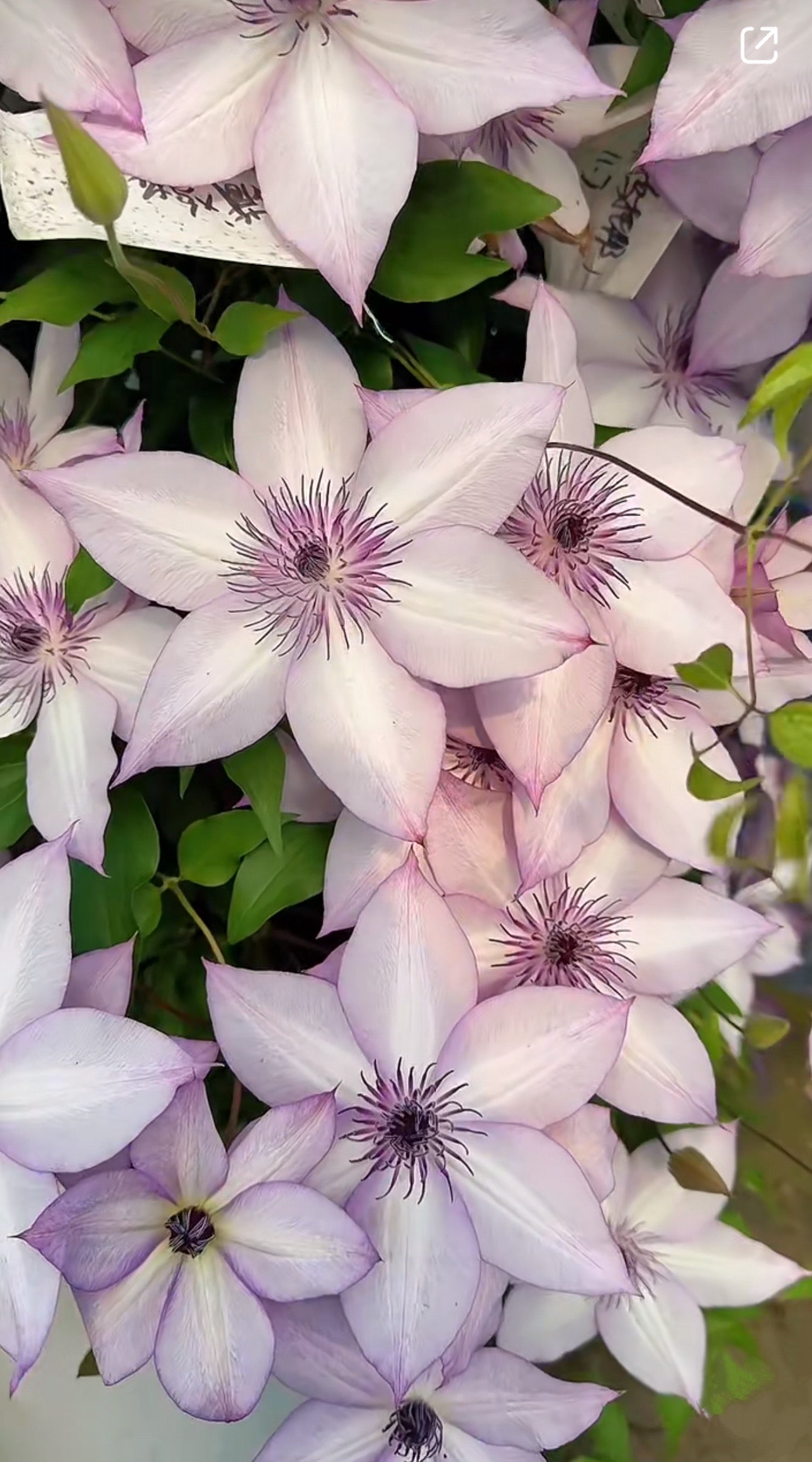 Clematis Utopia (乌托邦)