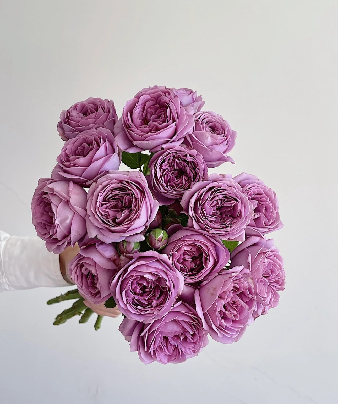 Rose Kinda Blue 1 Gallon size