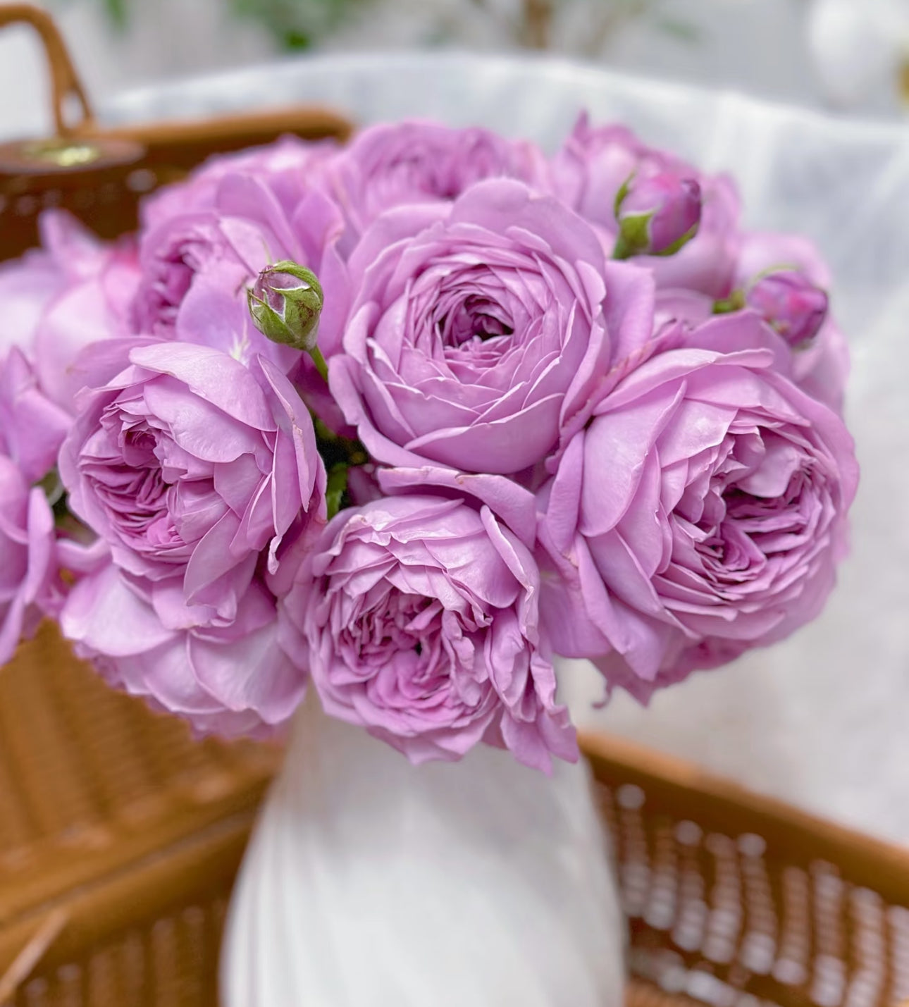Rose Kinda Blue 1 Gallon size