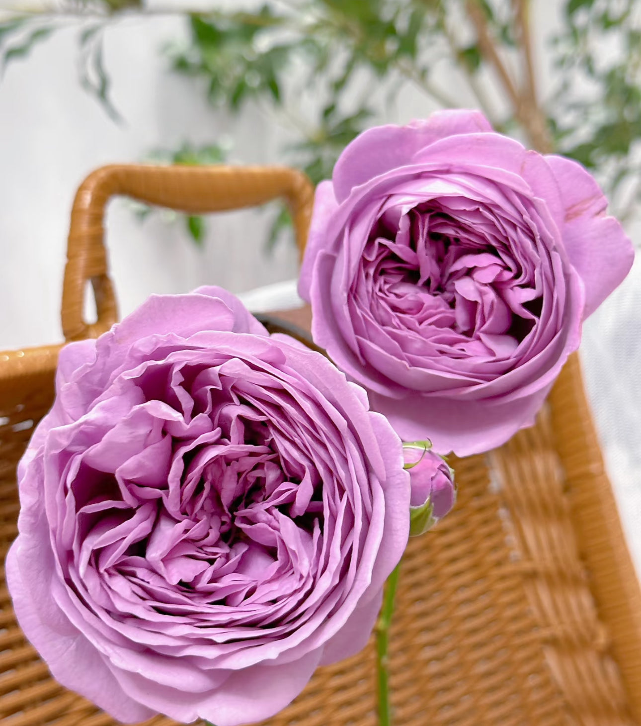 Rose Kinda Blue 1 Gallon size