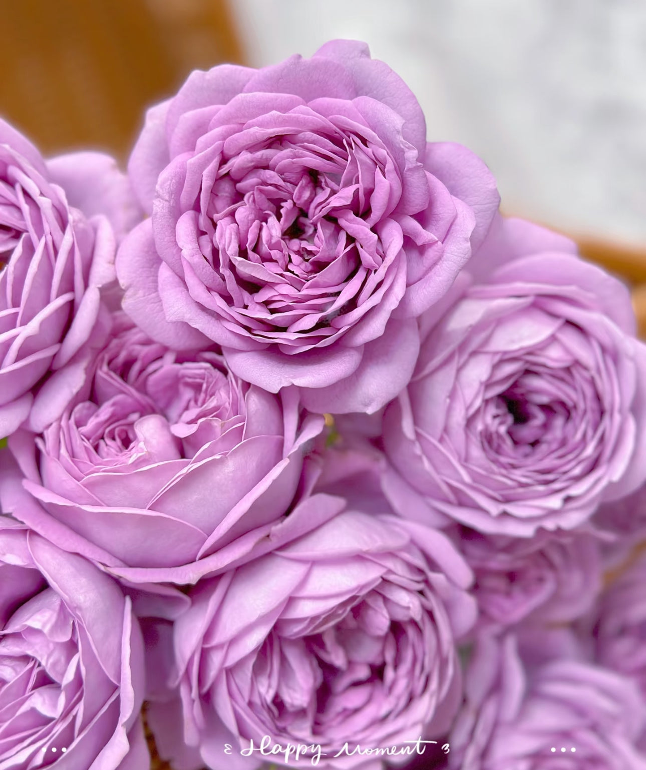 Rose Kinda Blue 1 Gallon size