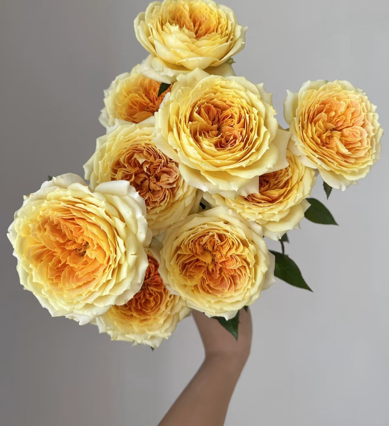 Caramel Antike 6 inch