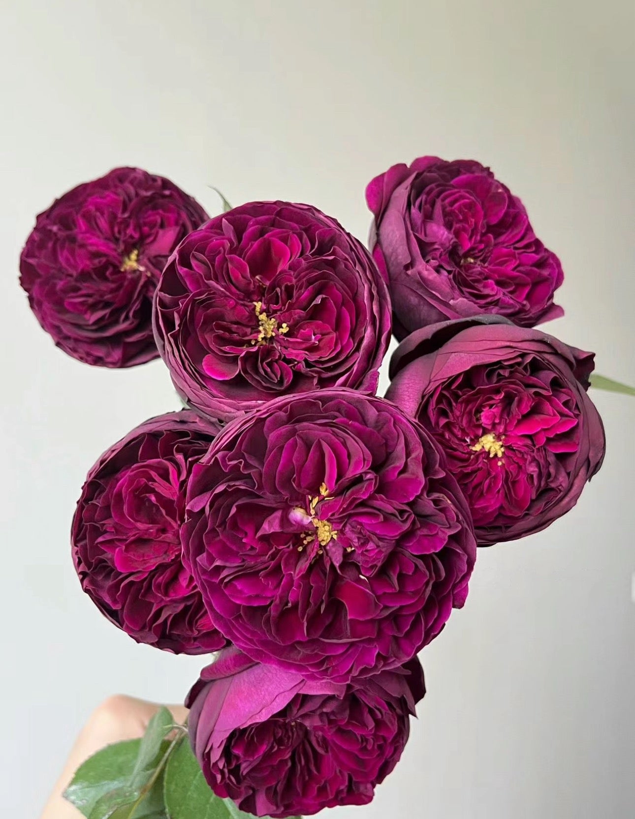 Rose Royale 1 Gallon live plant