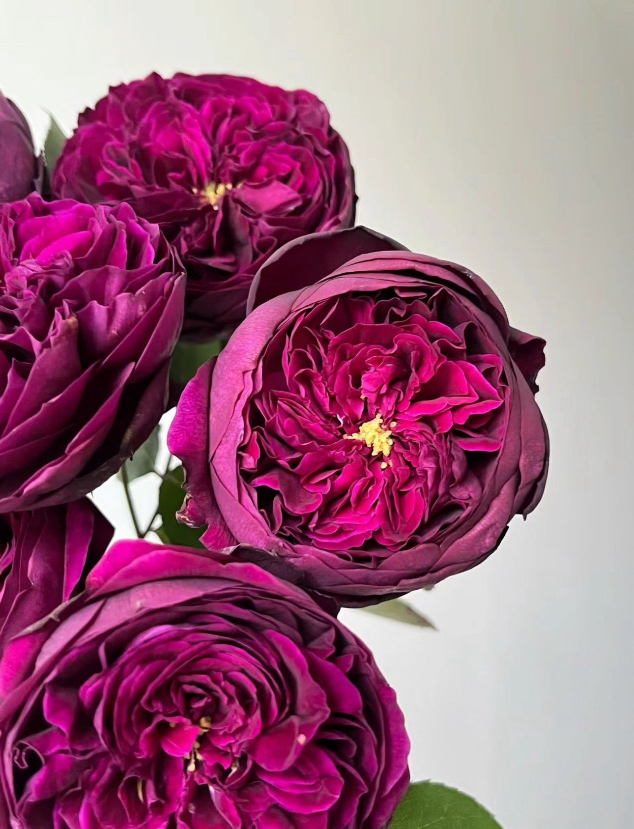 Rose Royale 1 Gallon live plant