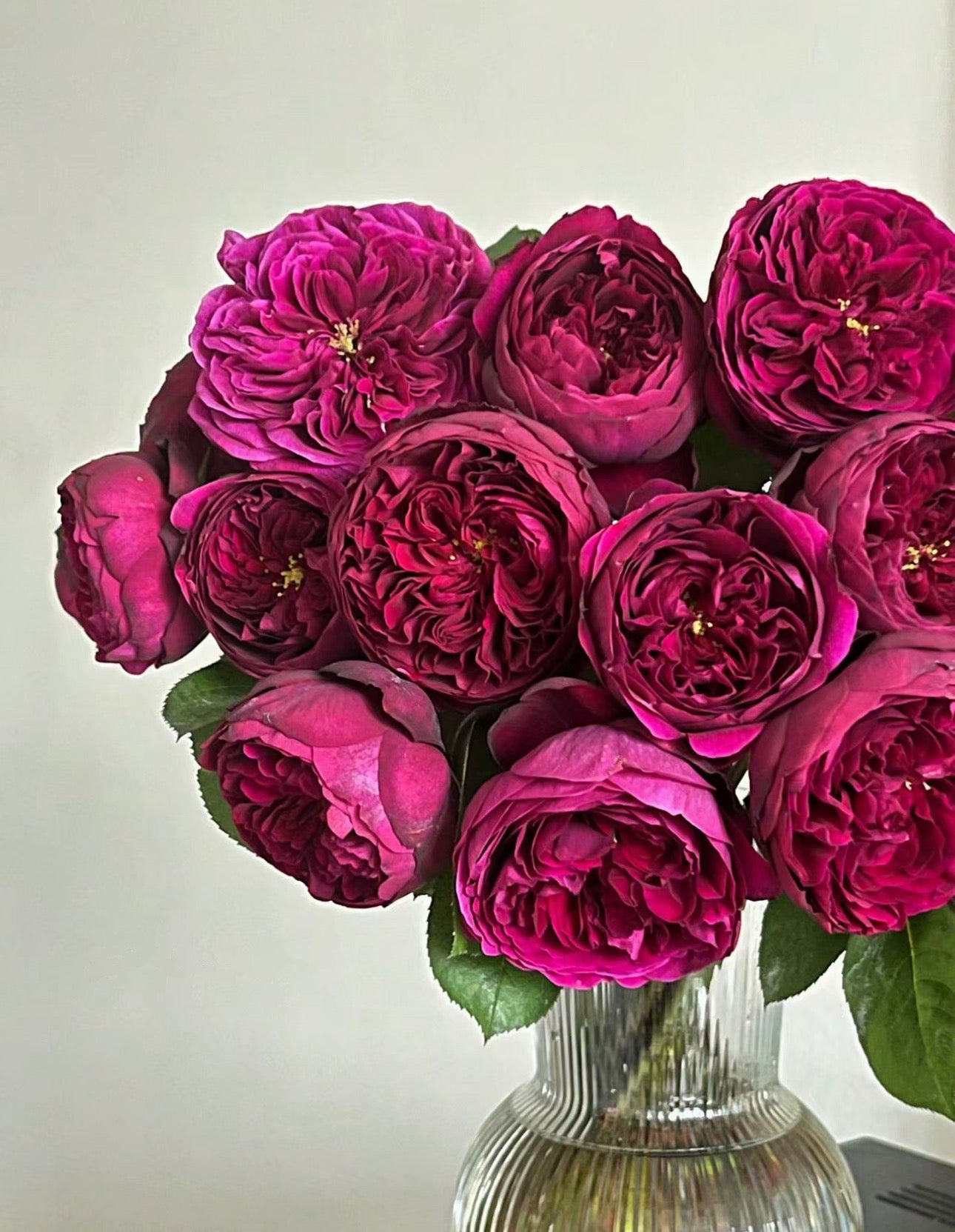 Rose Royale 1 Gallon live plant