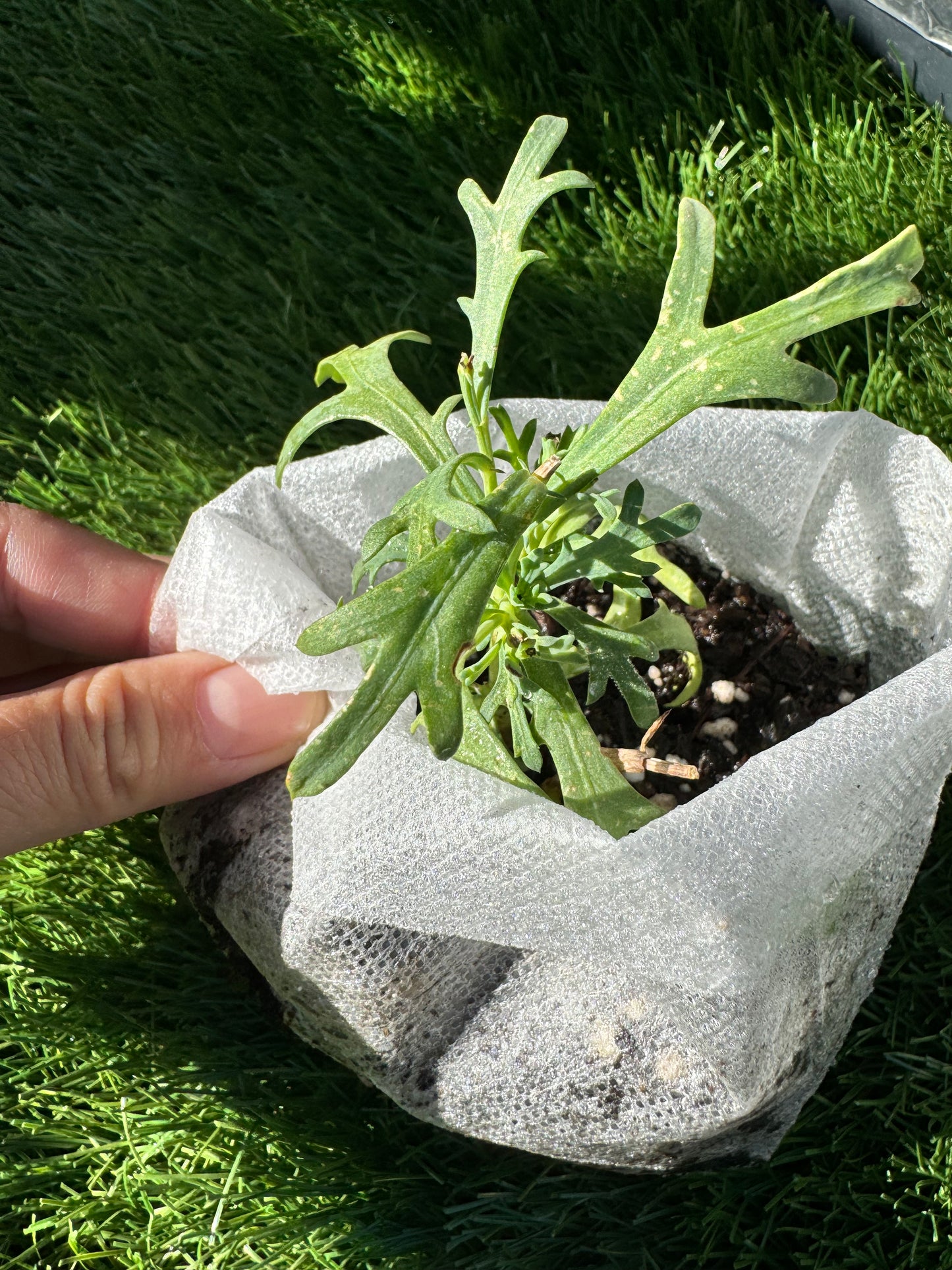 Marguerite Argyranthemum sweet- small live plant