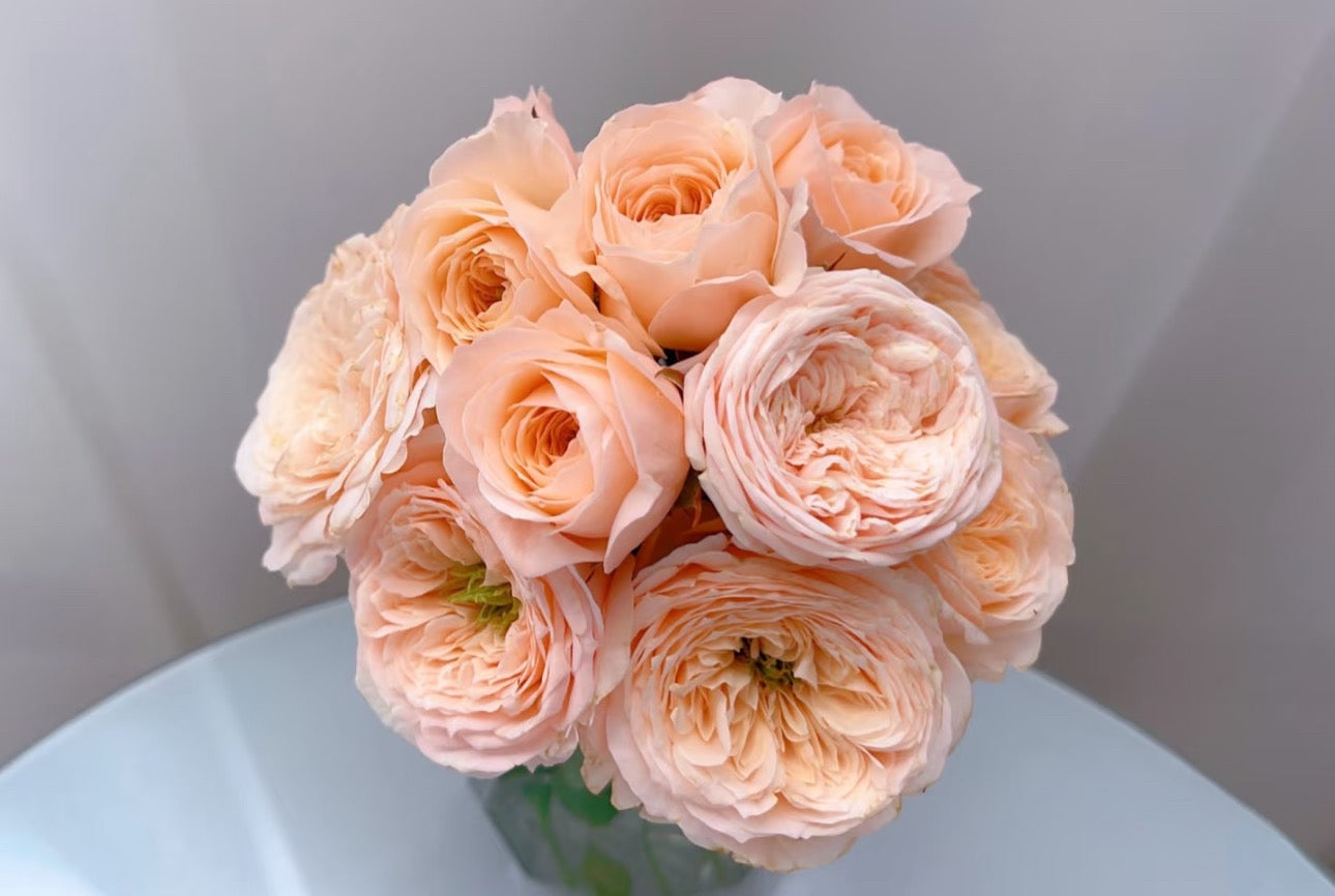 Rose SPS 2 Gallon size